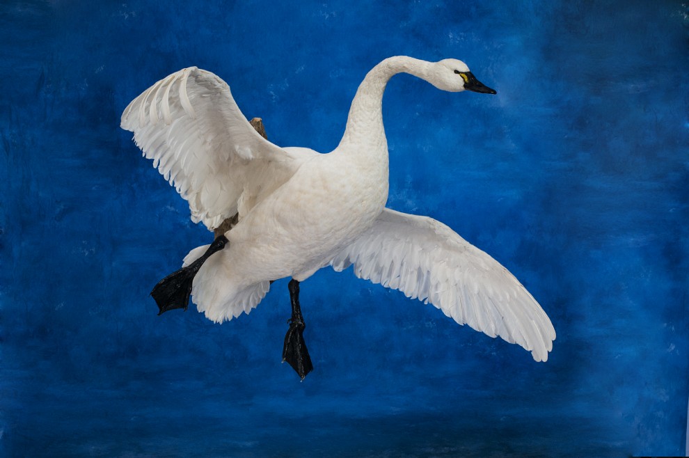 A gallery of bird mounts frozen in flight bird taxidermy